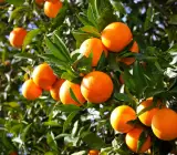Valencia Olinda Orange Plant(Grafted)