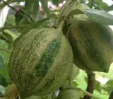 Variegated Lemon Plant