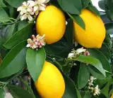 Kagaji Lemon Plant _ Grafted and Hybrid Plants