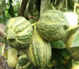 Variegated Lemon Plant
