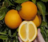 Washington Navel Orange Plant(Grafted)
