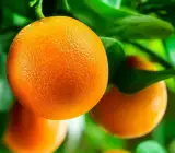 Washington Navel Orange Plant(Grafted)