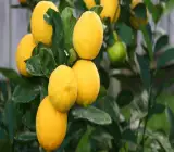 Thai Meyer Lemon Plant