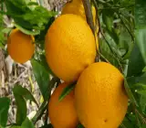 Valencia Olinda Orange Plant(Grafted)