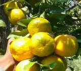 Nagpur Orange Plant