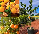 Jaffa Orange Plant(Grafted)