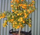 Kamkot Kamla Orange Plant