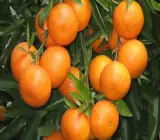 Chatuki Orange Plant(Grafted)