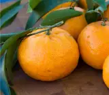 Satsuma Orange Plant(Grafted)