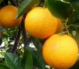 Cara Cara Orange Plant(Grafted)