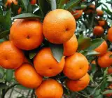 Chatuki Orange Plant(Grafted)