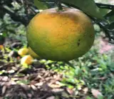 Big Green Orange Plant