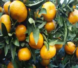 Satsuma Orange Plant(Grafted)