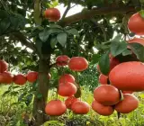 Red Pomelo Orange Plant