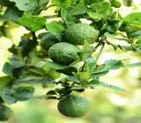 Kafir Lemon Plant