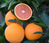 Cara Cara Orange Plant(Grafted)