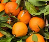 Sylhet Orange Fruit Plant