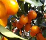 Kamkot Kamla Orange Plant