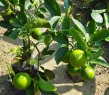 All Time Kolkata Lemon Plant