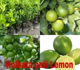 All Time Kolkata Lemon Plant