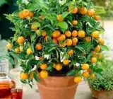 Chiness Orange Plant(Grafted)