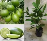 Gandharaj Lemon Plant