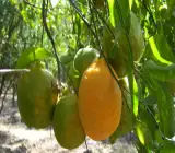 Nagpur Orange Plant