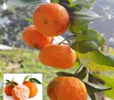 Sylhet Orange Fruit Plant