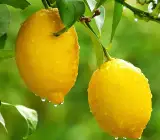 Gandharaj Lemon Plant