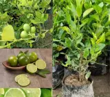 All Time Kolkata Lemon Plant