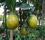 Big Green Orange Plant
