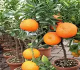 Chatuki Orange Plant(Grafted)