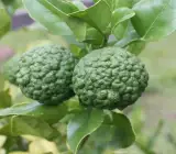 Kafir Lemon Plant