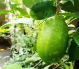 Gandharaj Lemon Plant