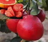 Red Pomelo Orange Plant