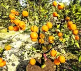 Sylhet Orange Fruit Plant