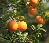 Pakistani Kinu Fruit Plant