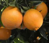 Fancy Navel Oranges Fruit Plant