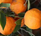 Dancy Tangerine Orange Fruit Plant