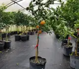 Dancy Tangerine Orange Fruit Plant