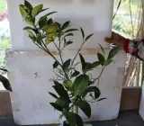 Setoka Orange Fruit Plant