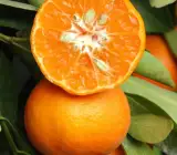 Dancy Tangerine Orange Fruit Plant