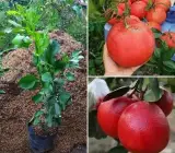 Red Batabi Fruit Plant