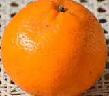 Kinu Orange Fruit Plant