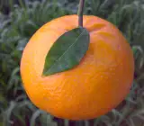 Kinu Orange Fruit Plant