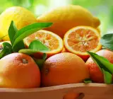 Pakistani Kinu Fruit Plant