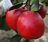 Red Batabi Fruit Plant