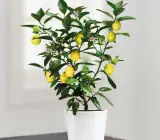 Table Lemon Fruit Plant