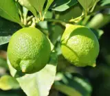 Hybrid Lemon Fruit Plant