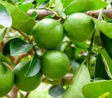 Table Lemon Fruit Plant